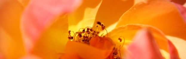 Umbrella Rides The Wind