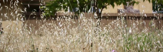 A Monk Walks His Path